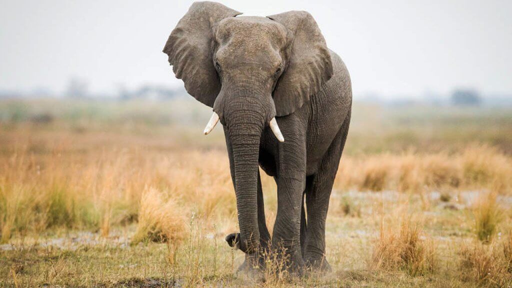funny elephant prank video